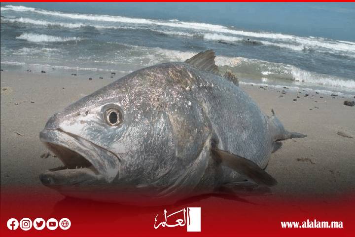 الداخلة.. "جريمة صيد" تكشف ضغط المراقبة واختلال الوعي المهني