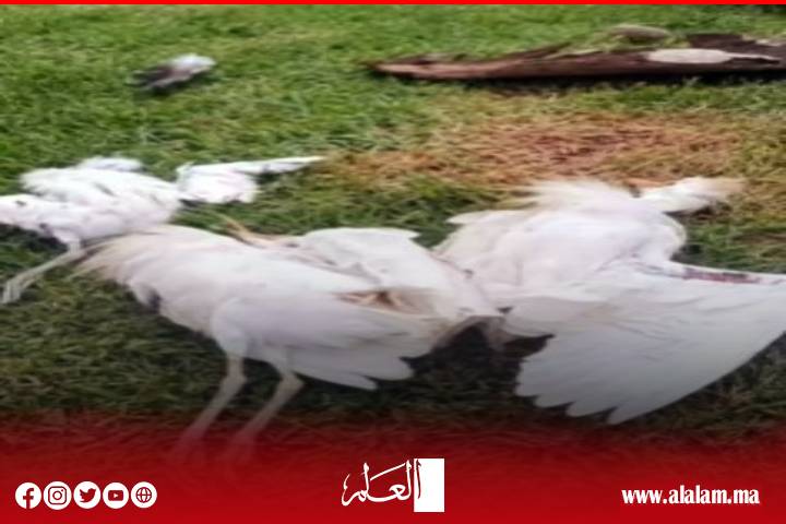 نفوق أسراب من طائر اللقلاق يثير تساؤلات مزارعي الأرز