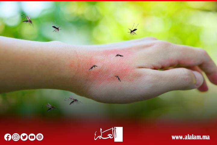 أمام تكاثر جحافل الناموس.. الساكنة تطالب بالتدخل العاجل