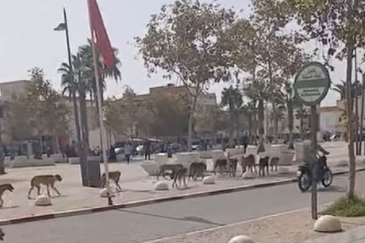 انتشار الكلاب الضالة بامزورن بشكل مخيف ومطالب للمجلس البلدي والسلطات بالتخرك انتشار الكلاب الضالة بامزورن بشكل مخيف ومطالب للمجلس البلدي والسلطات بالتخرك