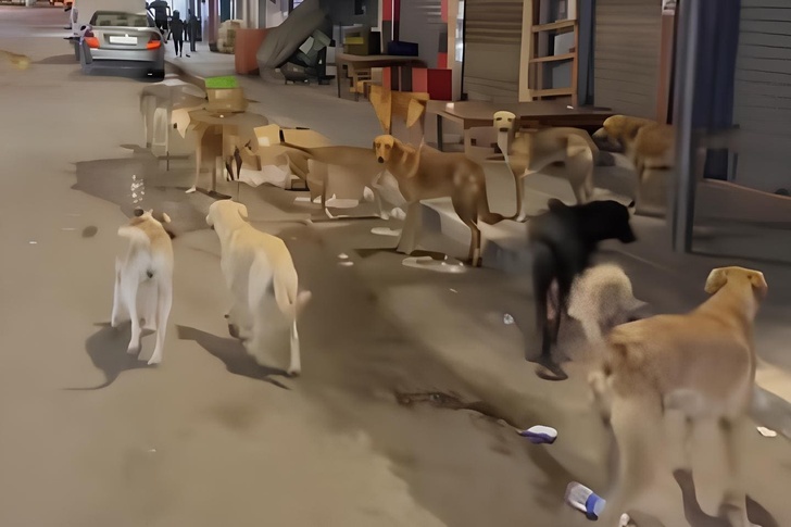 أمزورن انتشار 15 كلباً ضالاً يثير مخاوف الساكنة قبيل الدخول المدرسي أمزورن انتشار 15 كلباً ضالاً يثير مخاوف الساكنة قبيل الدخول المدرسي