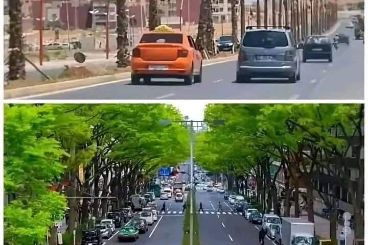 غرس الأشجار.. ملتمس من ساكنة الدارالبيضاء إلى الوالي مهيدية وباقي المسؤولين