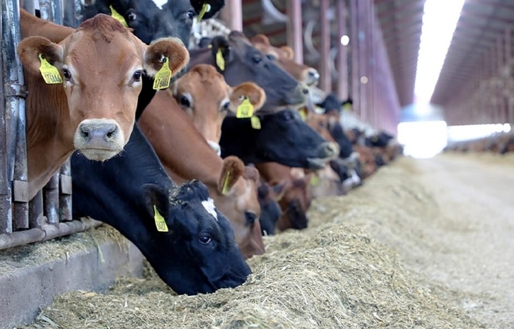 البواري: صرف دعم مربي الماشية سيتم بناء على عملية إحصاء القطيع البواري: صرف دعم مربي الماشية سيتم بناء على عملية إحصاء القطيع