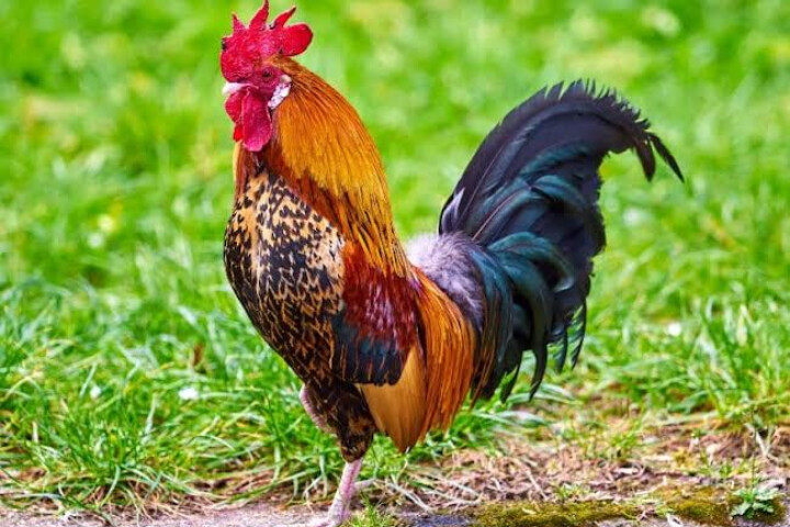 ليلة الذبح العظيم..