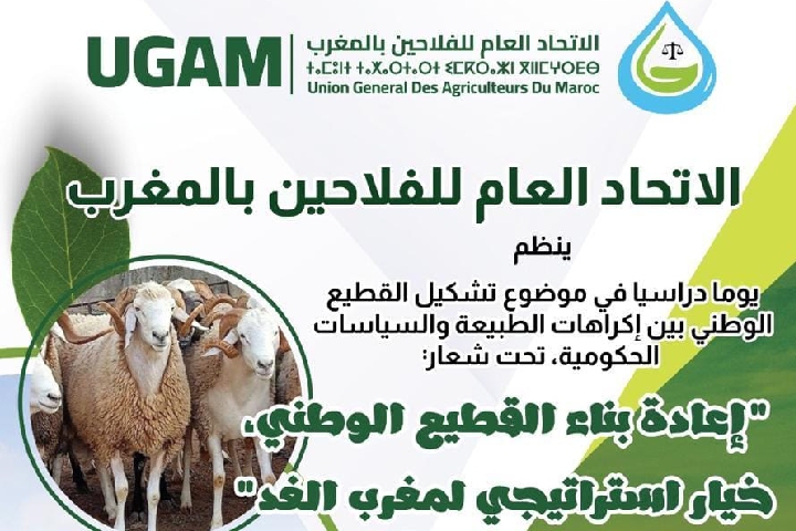 الاتحاد العام للفلاحين يتدارس ملف إعادة تشكيل القطيع الوطني