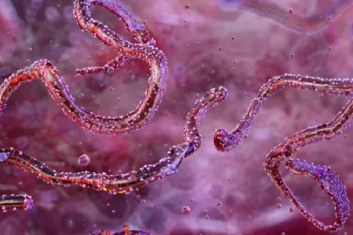 بعد‭ ‬تفشيها‭ ‬في‭ ‬إثيوبيا‭.. ‬حمى‭ ‬ماربورغ‭ ‬تثير‭ ‬مخاوف‭ ‬المغاربة‭..‬