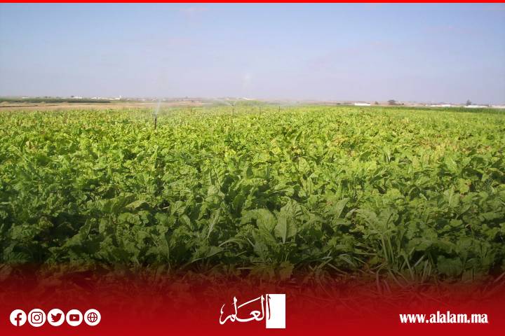 التساقطات المطرية تعيد الأمل لفلاحي جهة البيضاء سطات