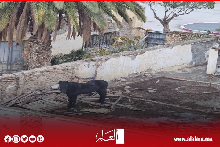 نداء إلى السلطات المحلية بترجيست: فرس مُعرّض للإهمال وسوء المعاملة يثير استياء الساكنة