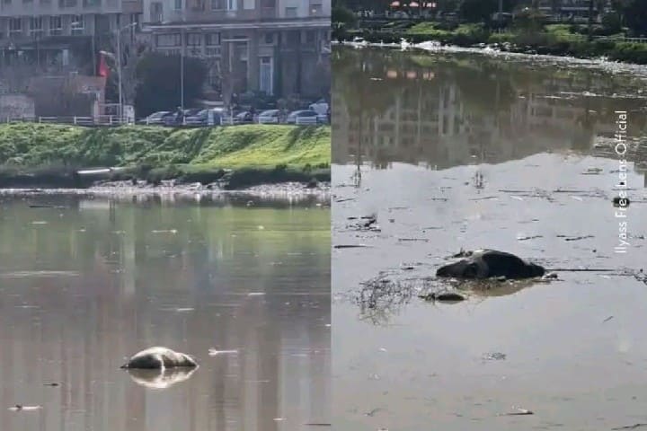 مشاهد صادمة لحيوانات نافقة تقلق القنيطريين وتدق ناقوس الخطر البيئي