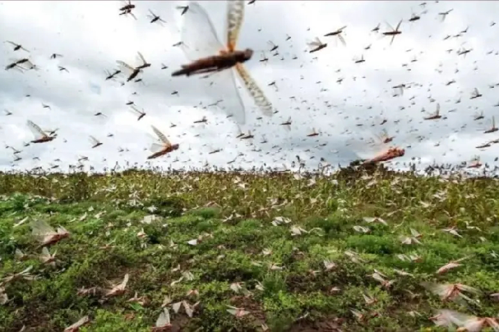 أسراب‭ ‬الجراد‭ ‬تزيد‭ ‬من‭ ‬سرعة‭ ‬زحفها‭ ‬نحو‭ ‬وسط‭ ‬البلاد