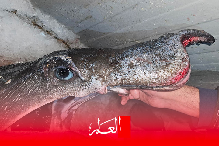 الحسيمة .. صيد “القرش المتشمس” يثير أسئلة علمية حول تحولات البحر المتوسط