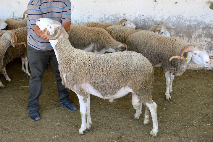 إعادة‭ ‬تكوين‭ ‬القطيع‭ ‬الوطني‭..‬