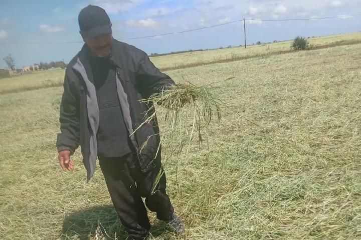 صرخة استغاثة من “بن معاشو”: البَرَد يُغتال موسمًا فلاحيًا ويُتلف أزيد من 1000 هكتار