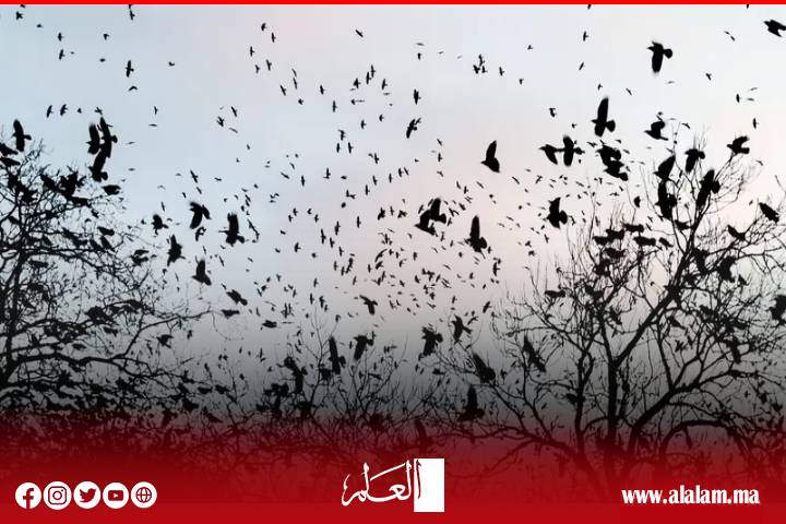 الغربان تحتل سماء تل أبيب والذئاب تحتل أرضها.. هل هي نهاية إسرائيل