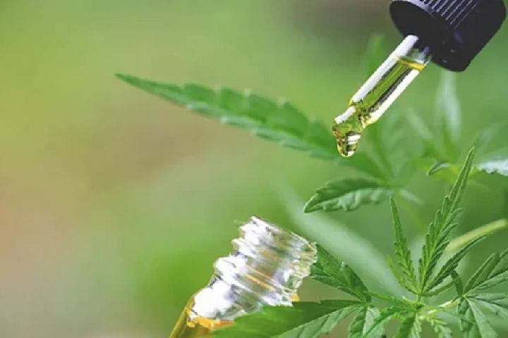 دراسة دولية: تعاونيات القنب بالمغرب تقود نموذجا بيئيا مستداما وتفتح آفاق صناعة زيت عالية القيمة