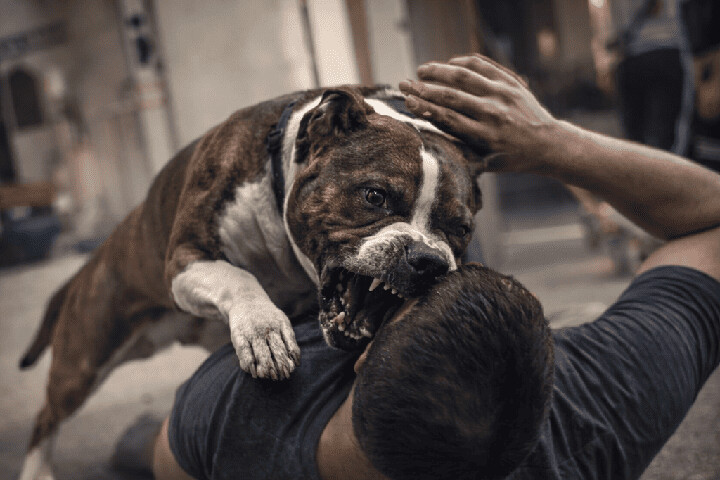 كلاب “بيت بول” تودي بحياة صاحبها داخل منزله بـ"حومة إسبانيول" بطنجة