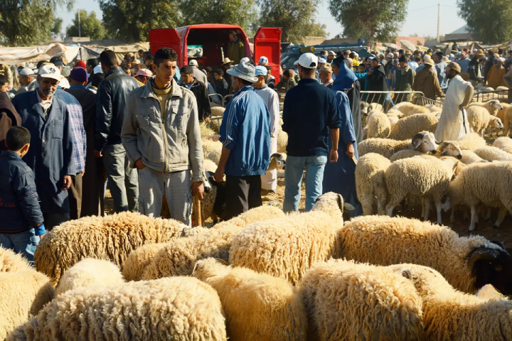 الحكومة تضيق الخناق على الشناقة بتدابير زجرية