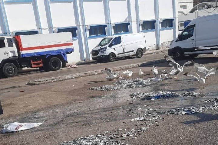 استياء بميناء الحسيمة بعد التخلص من كميات كبيرة من السردين الصغير وسط مطالب بحماية الثروة السمكية