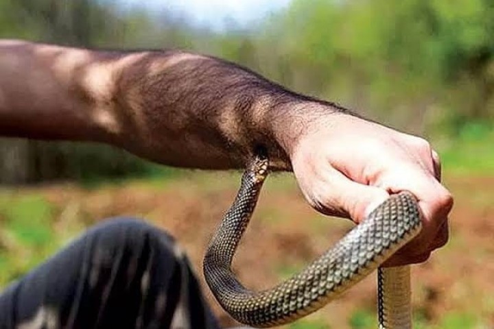 لدغة أفعى سامة تُدخل طفلًا في حالة حرجة إلى المستشفى بإقليم الحسيمة