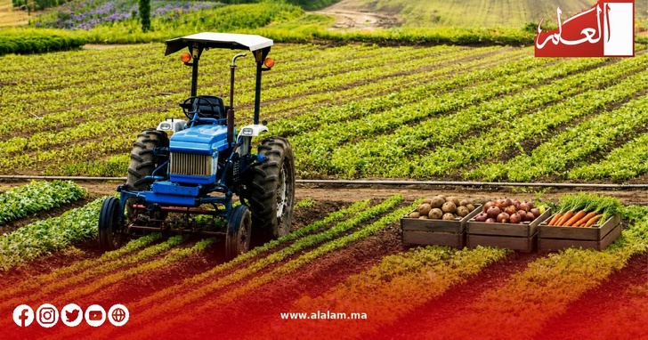 بعد سنوات الجفاف.. زراعة الخضروات تنتعش بجهة الدار البيضاء-سطات وتتجاوز البرنامج المسطر بعد سنوات الجفاف.. زراعة الخضروات تنتعش بجهة الدار البيضاء-سطات وتتجاوز البرنامج المسطر