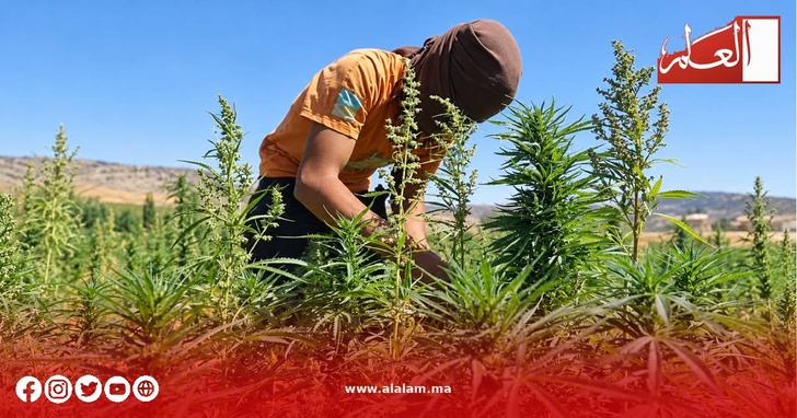 تأهيل الفلاحين وتحسين جودة الإنتاج في صلب مواكبة قطاع القنب الهندي المقنن تأهيل الفلاحين وتحسين جودة الإنتاج في صلب مواكبة قطاع القنب الهندي المقنن