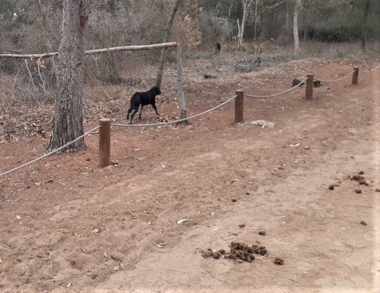 غابة الهرهورة رئة العاصمة الرباط التي تنوء بالمشاكل غابة الهرهورة رئة العاصمة الرباط التي تنوء بالمشاكل