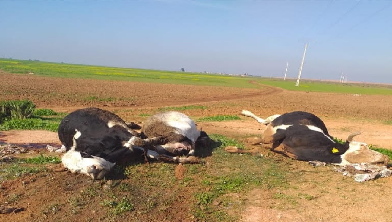 مرض غريب يتسبب في نفوق الأبقار بإقليم سيدي بنور