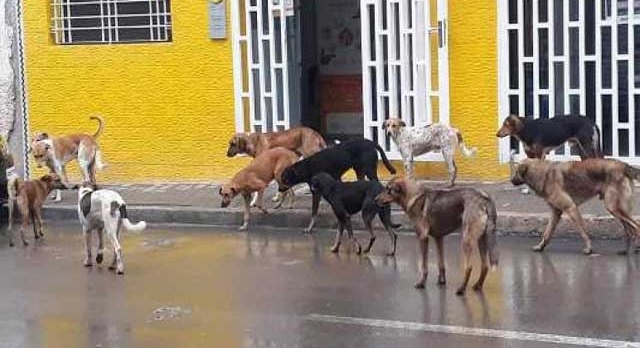 من يحمي ساكنة الحسيمة من خطر الكلاب الضالة؟ من يحمي ساكنة الحسيمة من خطر الكلاب الضالة؟