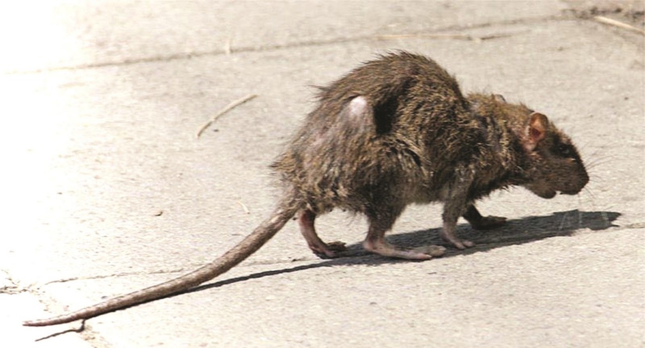 انتشار الجرذان والقوارض ومختلف أنواع الحشرات باامحمدية يتسبب في إصابة أطفال بأمراض جلدية انتشار الجرذان والقوارض ومختلف أنواع الحشرات باامحمدية يتسبب في إصابة أطفال بأمراض جلدية