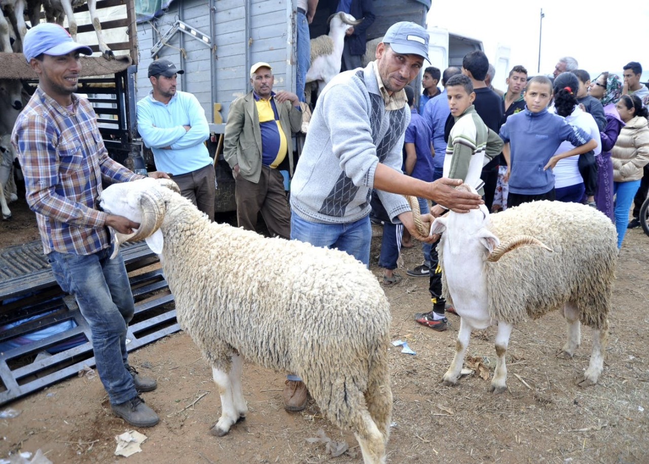 ارتفاع أثمنة الأضاحي على بعد أيام  من حلول عيد الأضحى ارتفاع أثمنة الأضاحي على بعد أيام  من حلول عيد الأضحى