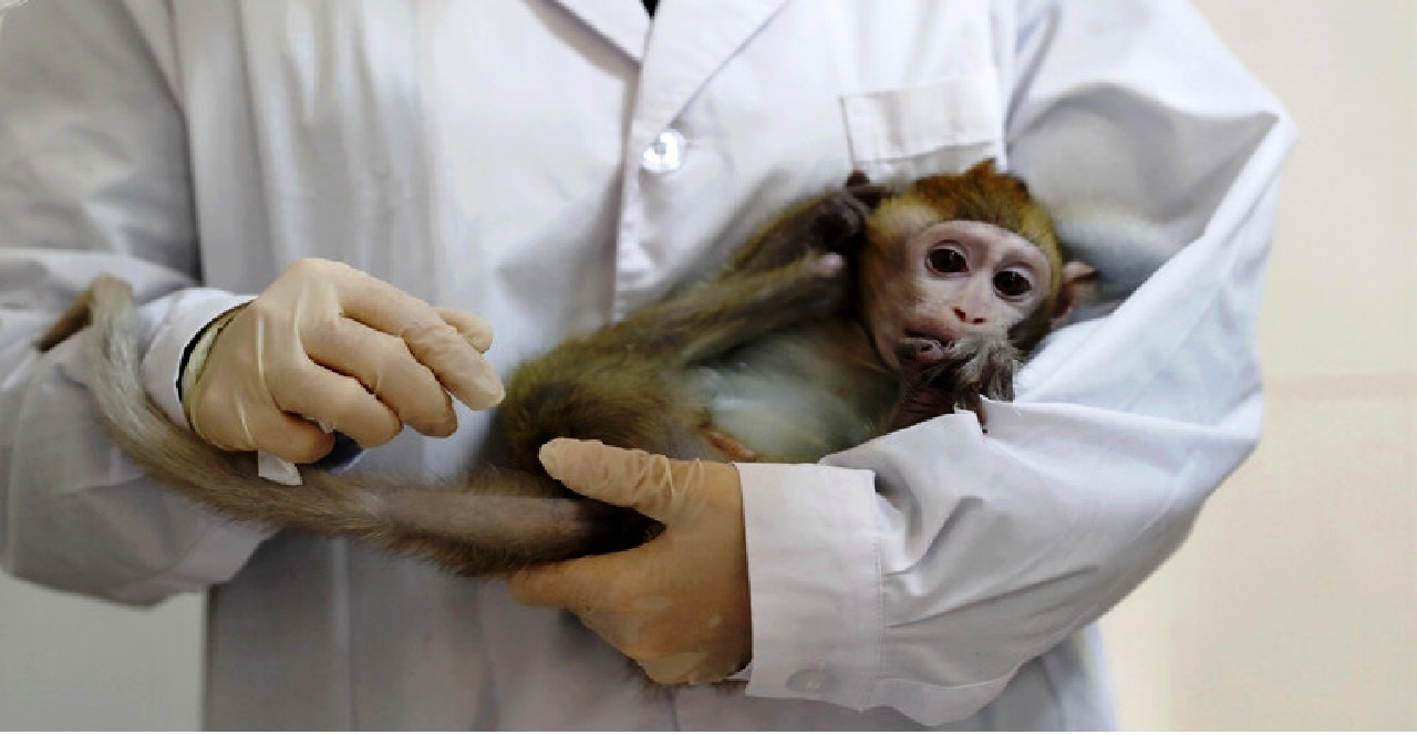 وفاة أول حالة إصابة بشرية في الصين بـ"الفيروس القردي B"