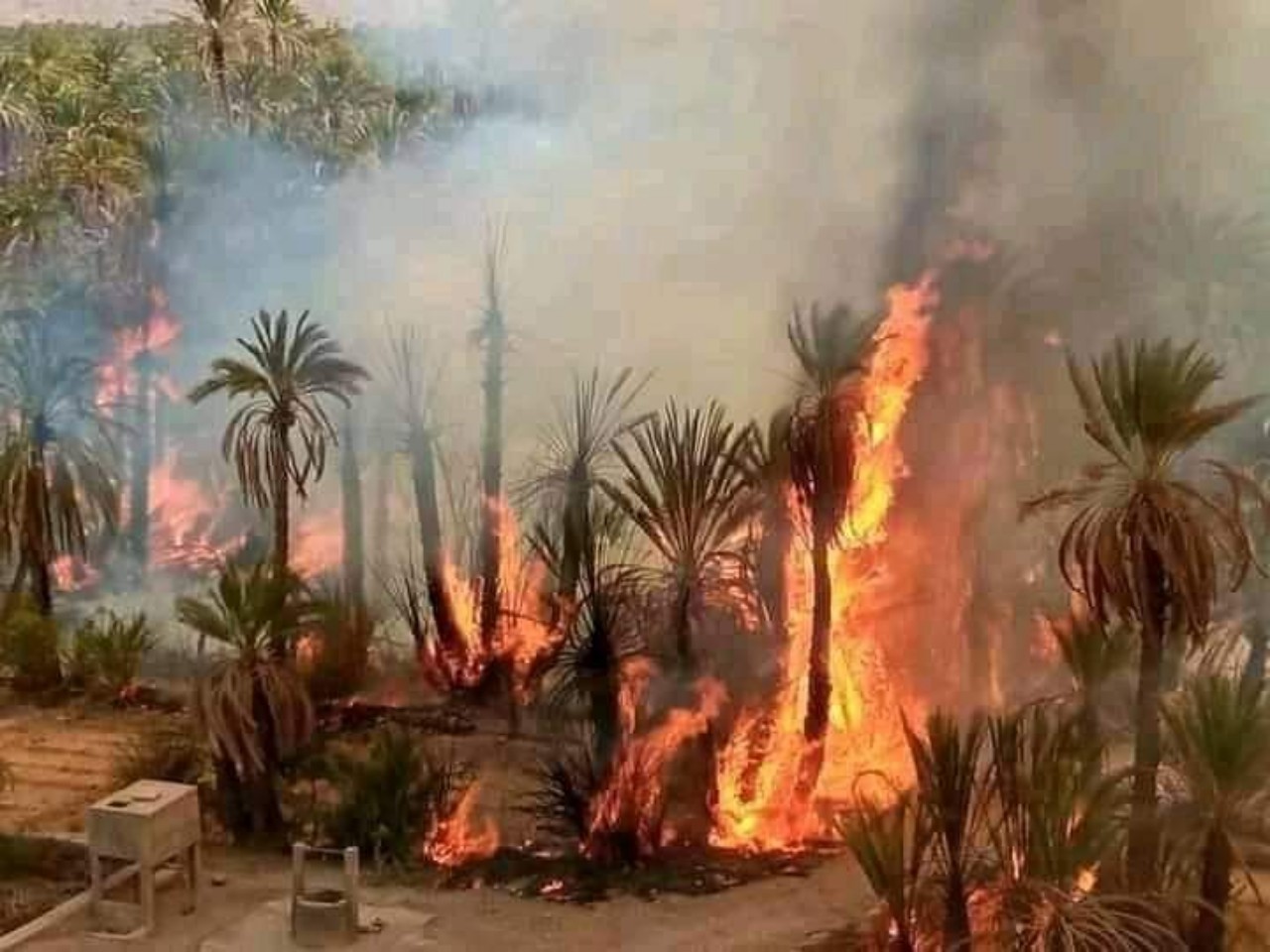 واحات زاكورة كنز طبيعي مهدد بالزوال فأين الحل؟ واحات زاكورة كنز طبيعي مهدد بالزوال فأين الحل؟