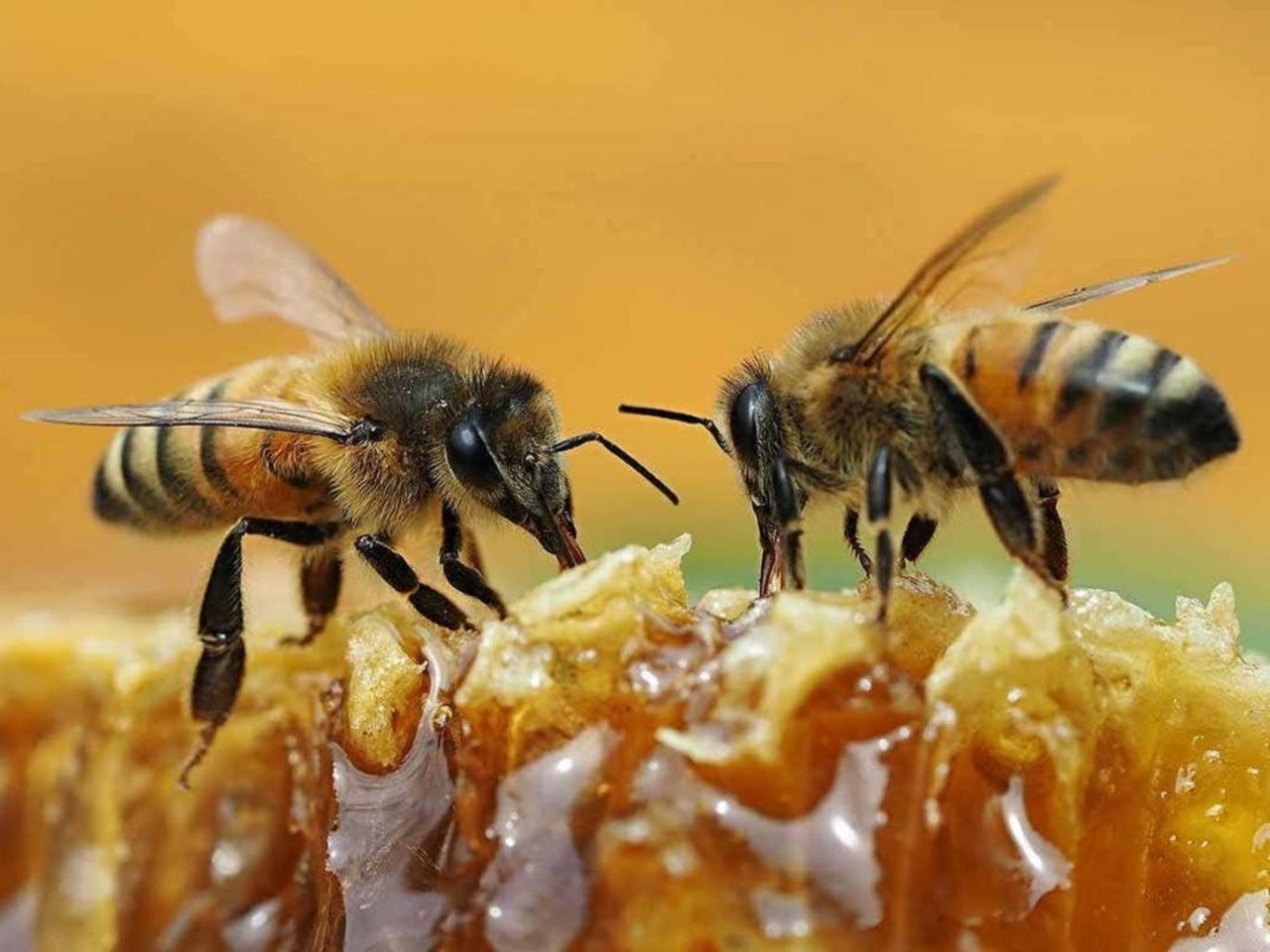 أونسا تكشف أسباب وعوامل اختفاء النحل في المغرب