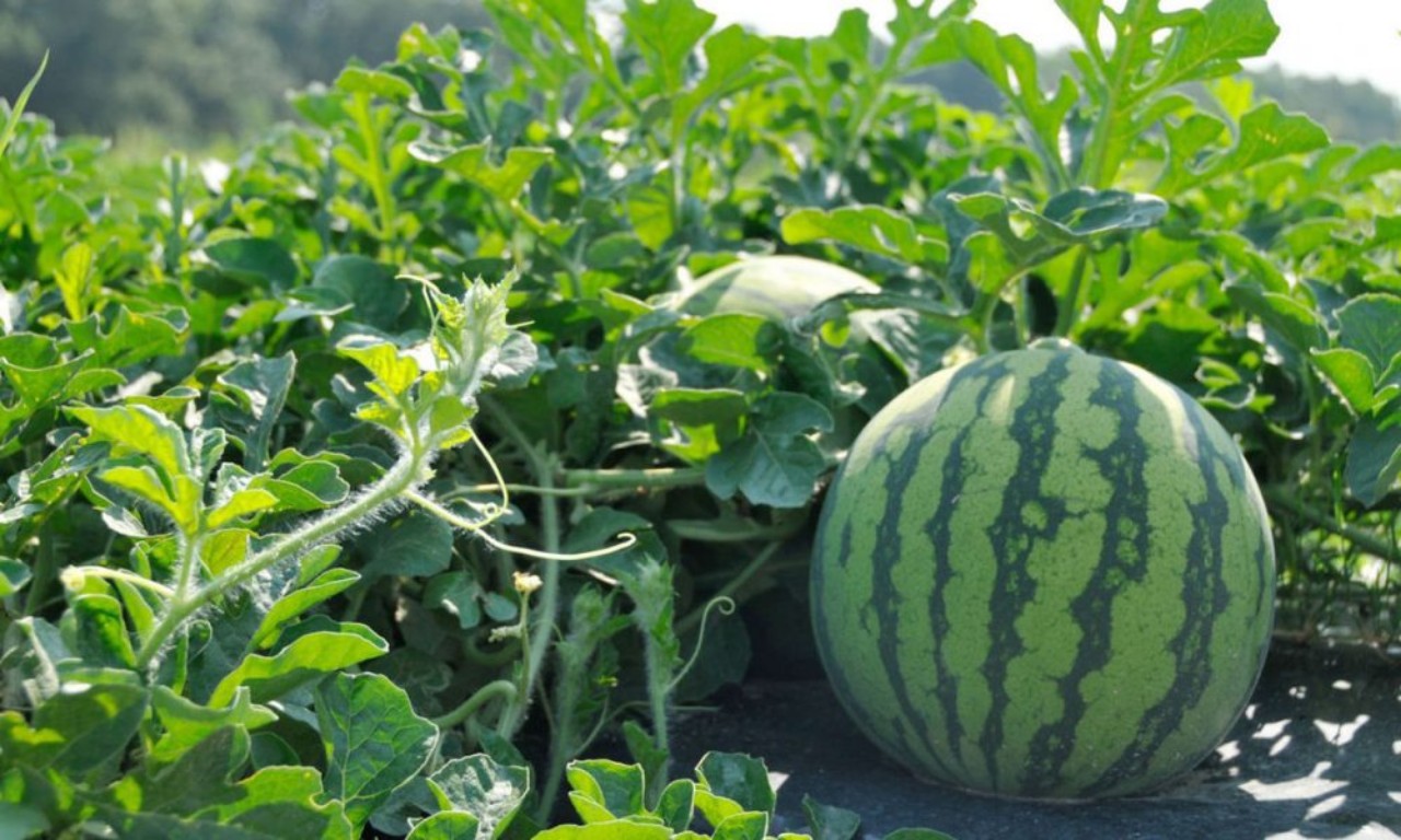 ندرة المياه تدفع عمالة شيشاوة لتحديد مساحة ومدة زراعة البطيخ