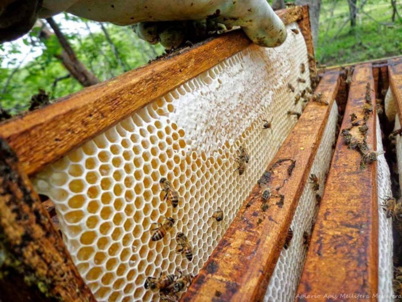 اختفاء النحل ظاهرة جديدة على المغرب لكن دولا عاشتها منذ 2006