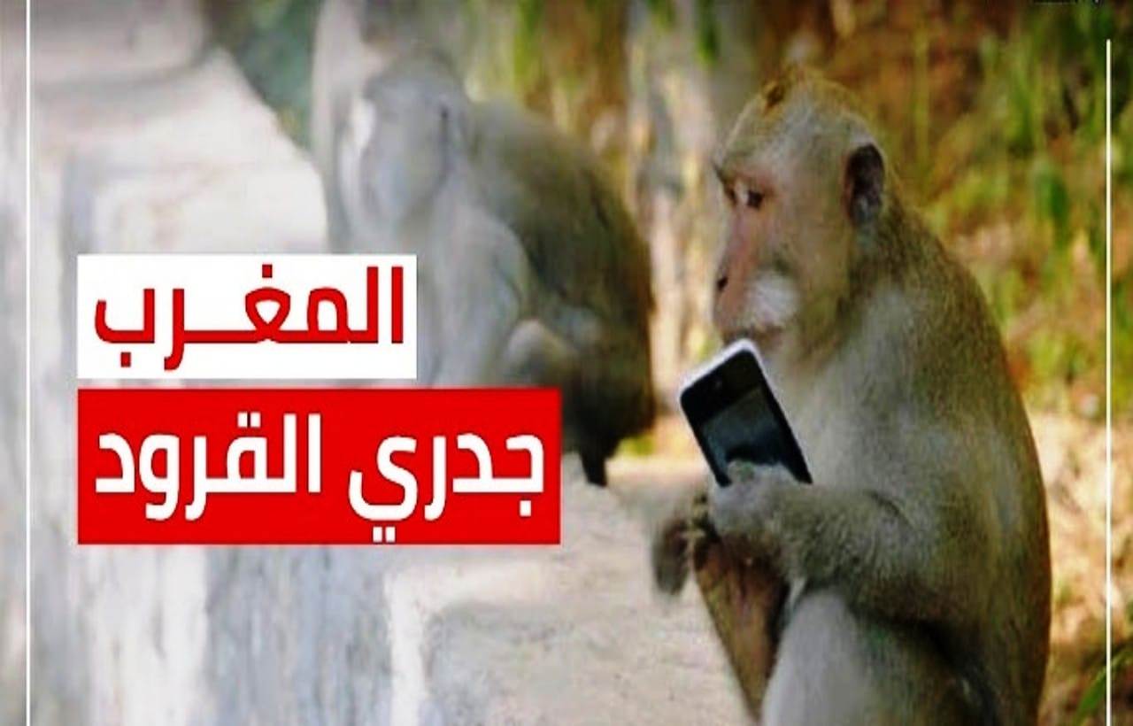 عدم وجود جدري القردة بالمغرب بشرى وتنبيه في آن