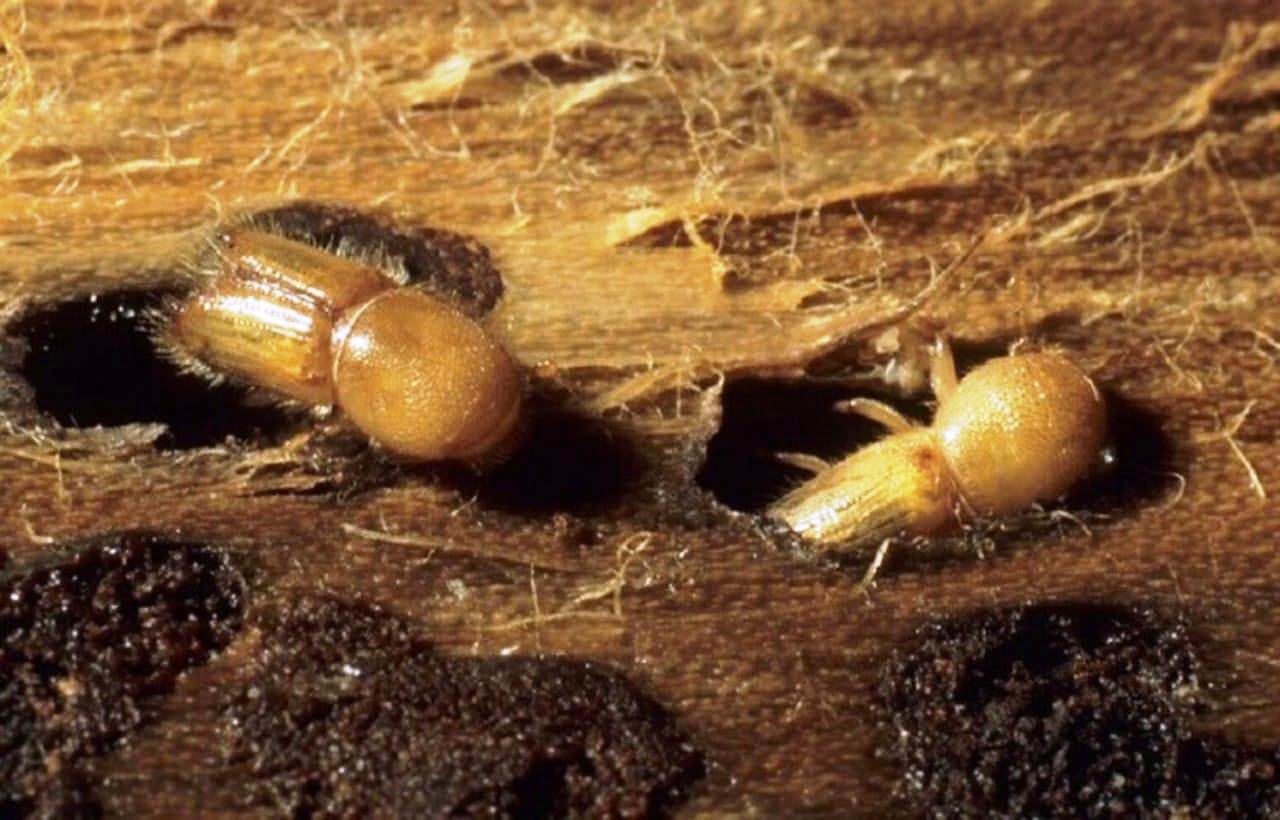 تحذير من برنامج أمريكي مرتبط بالحشرات "يحمل في طياته خطرا كبيرا" تحذير من برنامج أمريكي مرتبط بالحشرات "يحمل في طياته خطرا كبيرا"