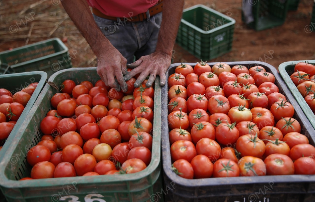 ارتفاع أسعار الطماطم: أزمة هيكلية بمبررات ظرفية