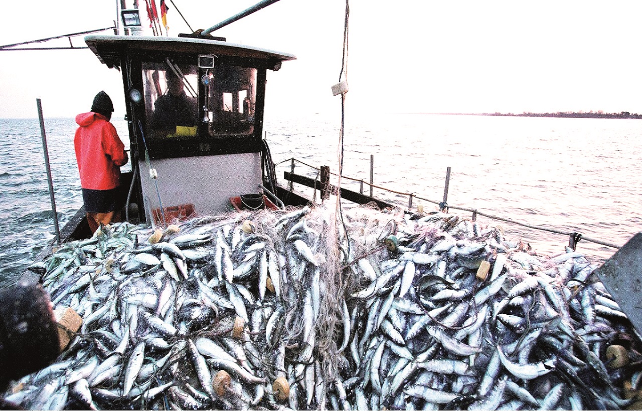 أرقام متباينة بين إنتاج المملكة للسمك واستهلاكه