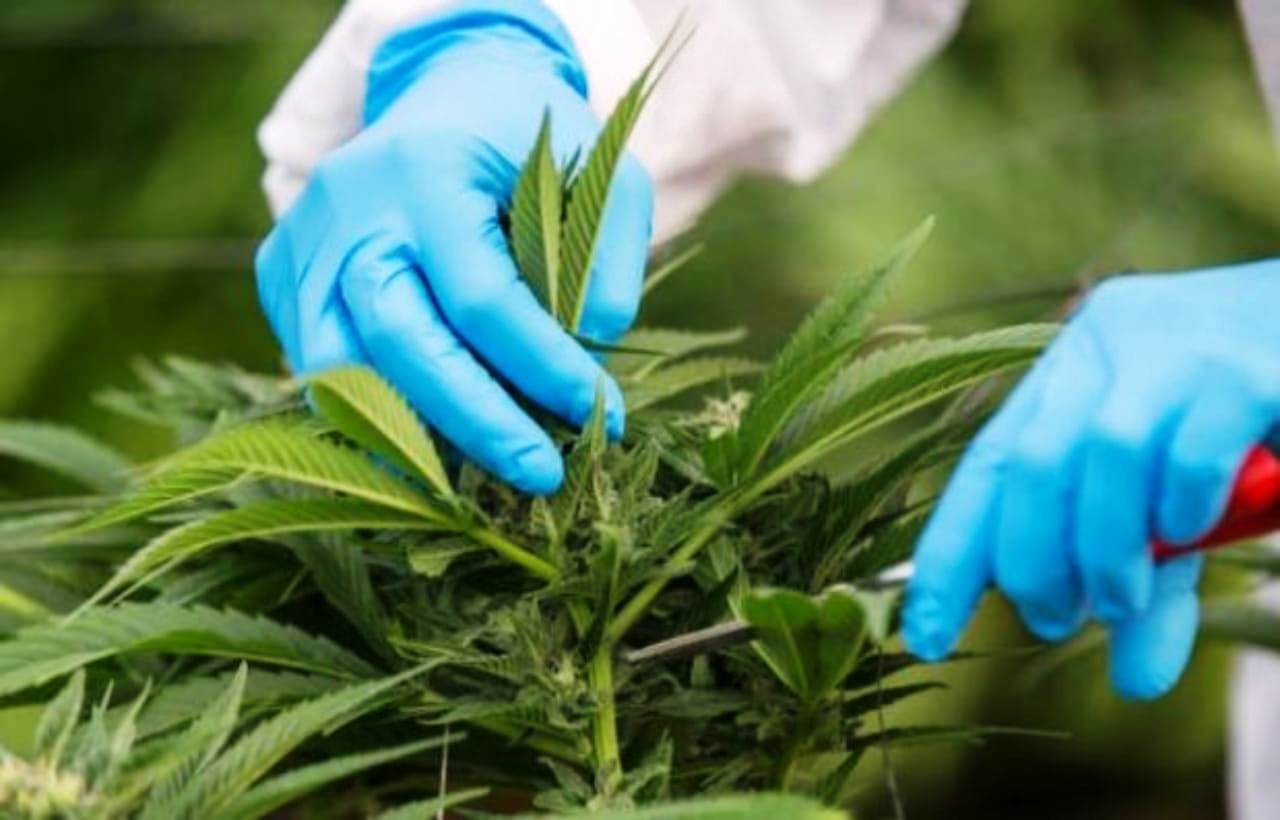 من الآن فصاعدا لا خوف على مزارعي «الكيف» المرخص لهم من الآن فصاعدا لا خوف على مزارعي «الكيف» المرخص لهم