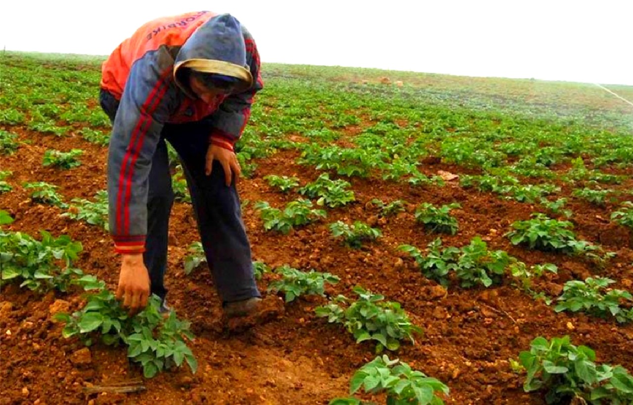 فلاحون يتنفسون الصعداء بقدوم أمطار موسم الخريف فلاحون يتنفسون الصعداء بقدوم أمطار موسم الخريف