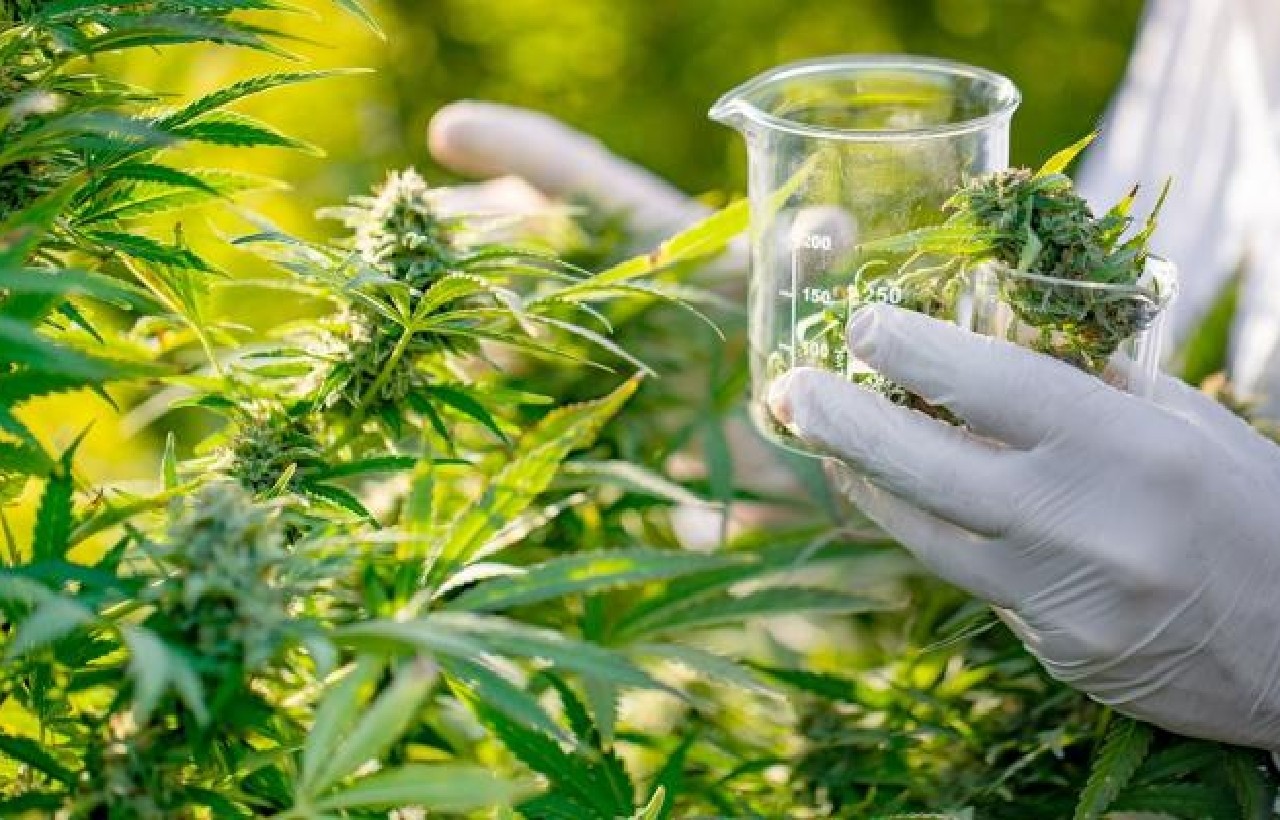 خبراء يتحدثون عن 12.500 عقار مستخلص من مكونات القنب الهندي خبراء يتحدثون عن 12.500 عقار مستخلص من مكونات القنب الهندي