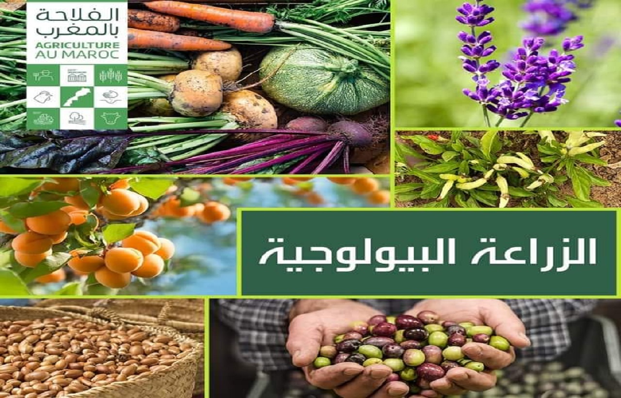 المغرب يعتزم تطوير الزراعة البيولوجية وبلوغ إنتاج سنوي لا يقل عن 600 ألف طن