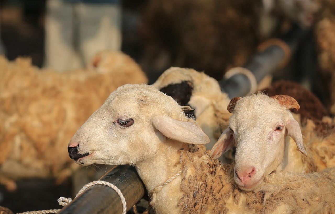 "أونسا" تكشف تلاعبات خطيرة مرتبطة بتسمين أضاحي العيد