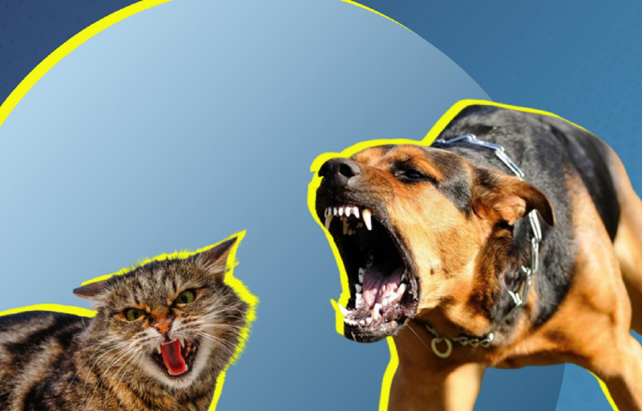 هذه حصيلة تدخلات المكتب الصحي الجماعي لأيت ملول لمحاربة داء السعار هذه حصيلة تدخلات المكتب الصحي الجماعي لأيت ملول لمحاربة داء السعار