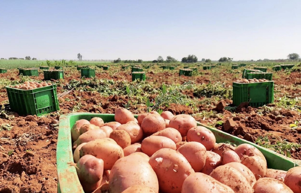 فلاحون‭ ‬مهددون‭ ‬بالإفلاس‭ ‬يرفضون‭ ‬زراعة‭ ‬البطاطس‭ ‬ويطالبون‭ ‬بالتدخل‭ ‬