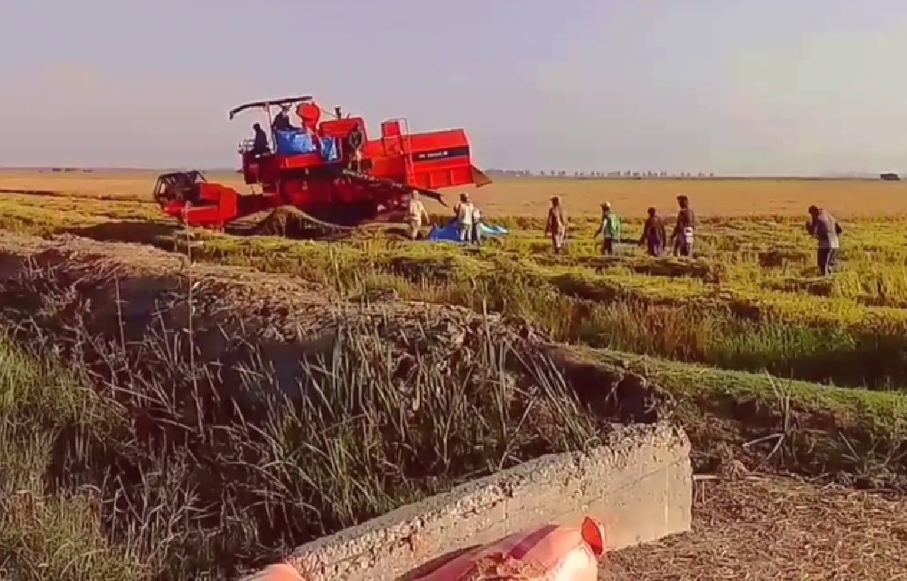 زراعة الأرز تنتعش بجهة الغرب زراعة الأرز تنتعش بجهة الغرب