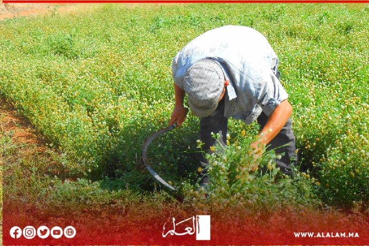 انفراجة مناخية تسعد الفلاحين والوزارة تحذّر