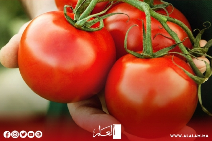 انهيار مدوٍّ في سعر الطماطم والخضر ينعش جيوب المغاربة