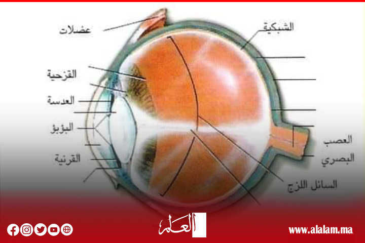 الدكتور عبد الفتاح كداري الاختصاصي في أمراض وجراحة العيون يتحدث لـ"العلم" عن أمراض العيون الأكثر شيوعا..